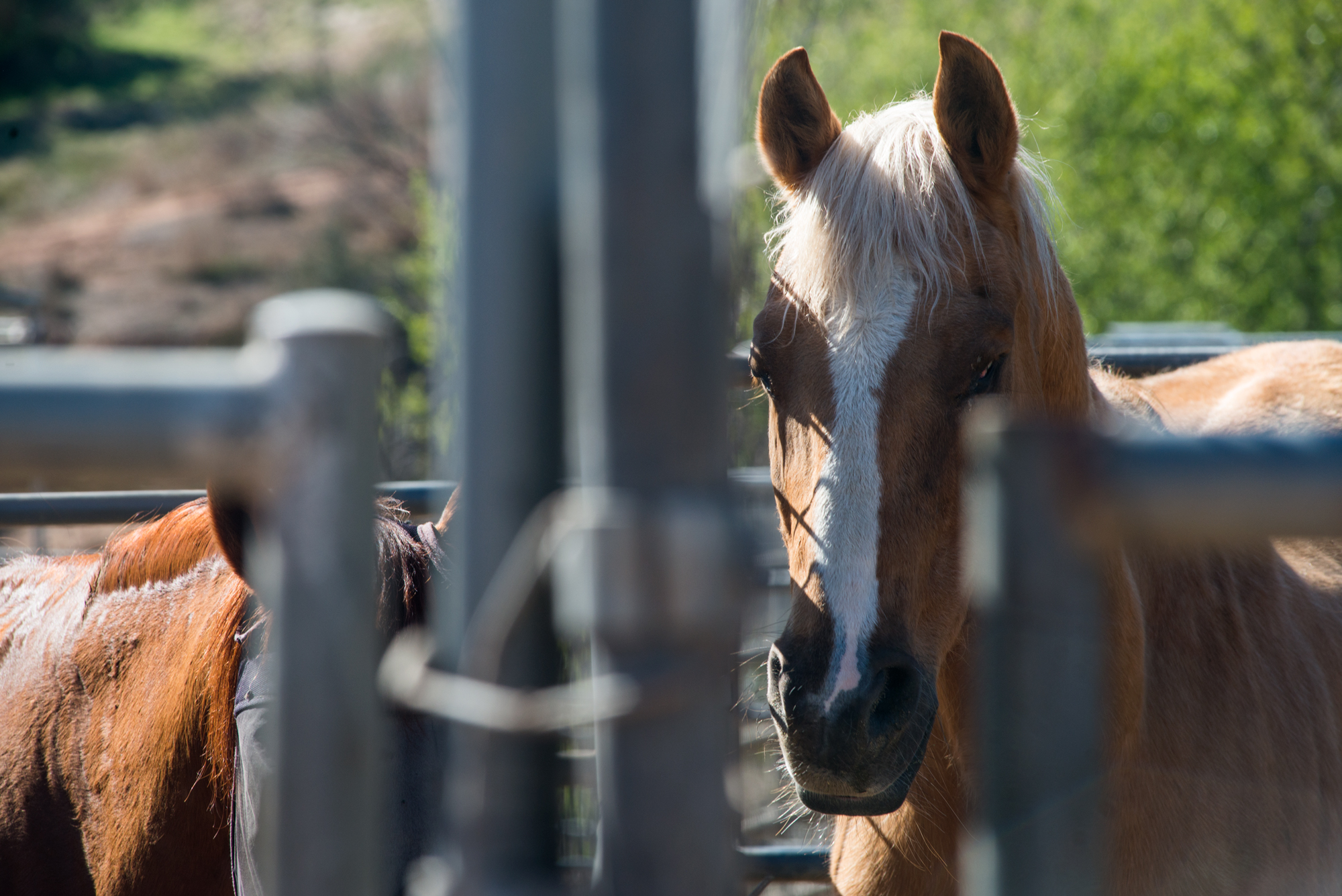 A horse is shown at the HiCaliber Horse Rescue ranch in Valley Center on March 2, 2018.